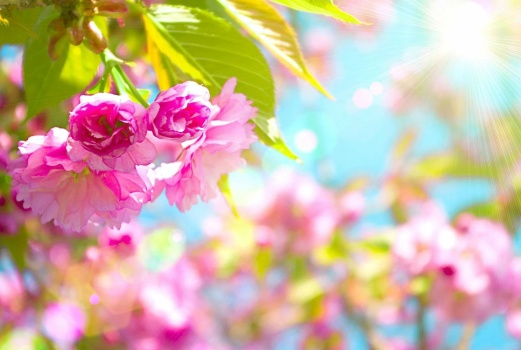 Pink Flowers Green Leaves Blue Sky