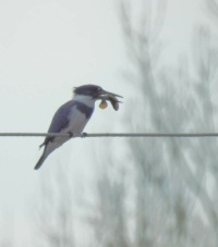 belted kingfisher with breakfast
