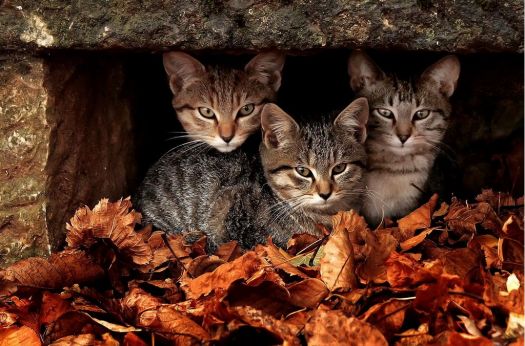 Fall kitties