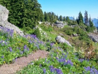 Mountain Flower Trail, Pacific NW
