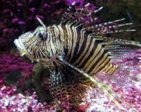 Spanish Landing - Sheraton Hotel Aquarium - Lion Fish