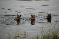 Synchronized Swimming