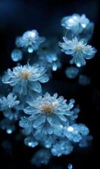 Blue flowers