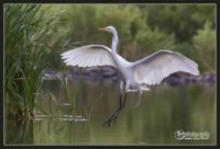 Great Egret comes in for a landing