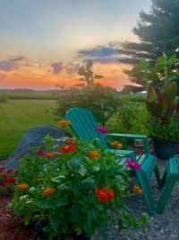 Sunset - Zinnias 7-2020