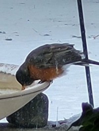 To the First Robin