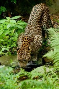 Drinking Leopard