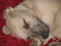 Whippet puppy