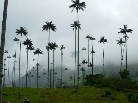 Valle del Cocora - Salento (Quindí­o - Colombia)