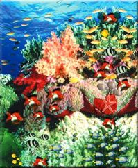 coral reef 4