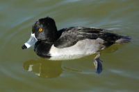 Male Ring-Necked Duck