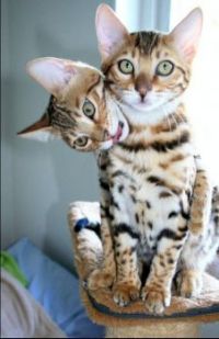 Two-Headed Cat??