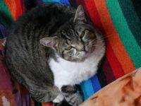 Theme - Dogs, Cats and Small Pets