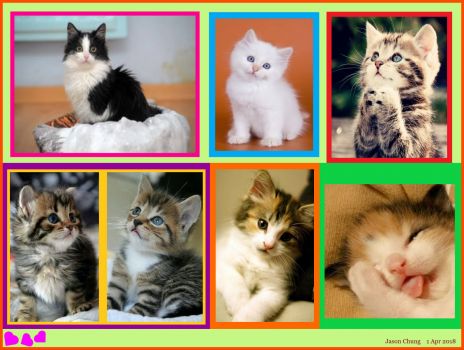 A Collage of Kittens (Apr18P01) - Especially for Pauline - Very Challenging
