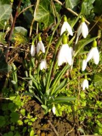 Snowdrops