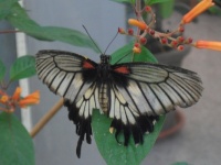 Motýl ve skleníku...  Butterfly in the greenhouse...