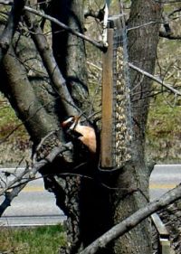 Rusty Breasted Hairy Woodpecker