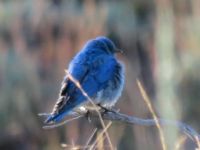 Mountain Bluebird