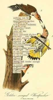 Bird Divination of the Week, Maria Popova - The Marginalian - AN ALMANAC OF BIRDS, Maria Popova