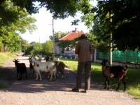 Georgi and his goats