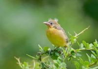 Orchard Oriole fledgling