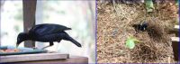 Satin Bowerbird and his Bower