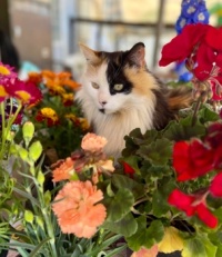 Floral Feline Fluffy