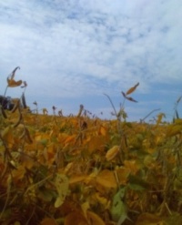 Soybeans Under A Beautiful Sky!