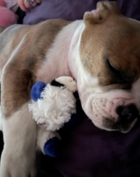 Puppy Boy