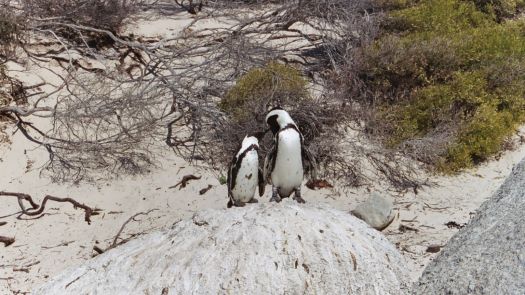 Boulder bay penguins_South Africa