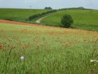 Poppies in a field in Cotswolds UK