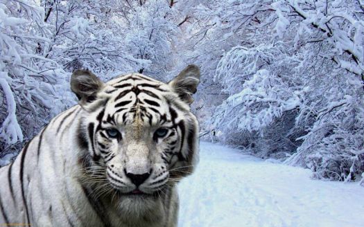 White-tiger-in-winter-forest-