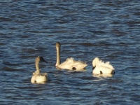 Tundra Swans on Lake Superior