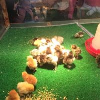 Baby Chicks, Two Days Old