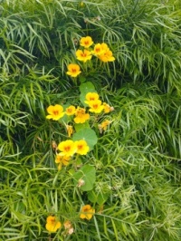 Yellow flowers - lg