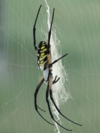 cotton spider