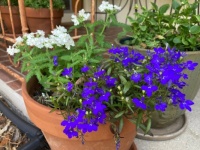 Blue and White