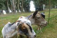 3 Goats at LaConner Flats