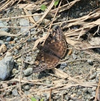 Duskywing