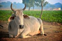 indian-cow
