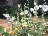 Hollyhocks