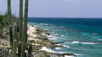 Cacti-Bonaire-Lesser-Antilles-Caribbean-Sea