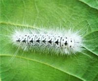 Hickory Tussock Moth Caterpillar