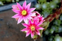 Netřesk  - Sempervivum tectorum
