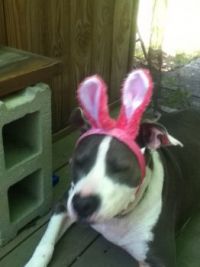 My Easter Bunny