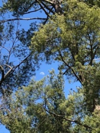 daytime moon