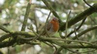 Roodborst