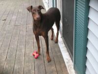 Dog with toy!