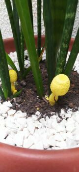 Bright yellow mushrooms