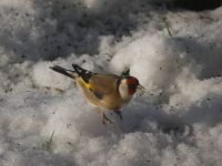 Goldfinch in the snow.